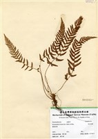 藏品(細毛碗蕨)的圖片